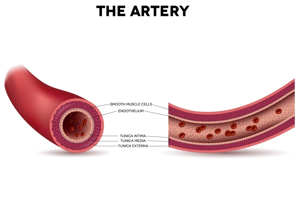 Diagram of the inside of a healthy artery.