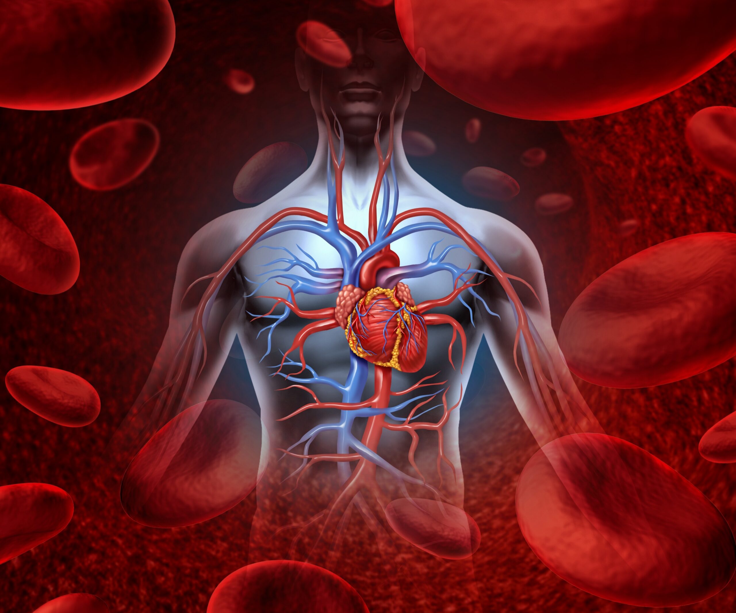 PAD animated; color view of the arterial system and heart in the torso.